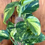 Scindapsus pinnatý (Epipremnum pinnatum)  - výška 50-60 cm, kont. C2L - NA KOKOSOVEJ TYČI 